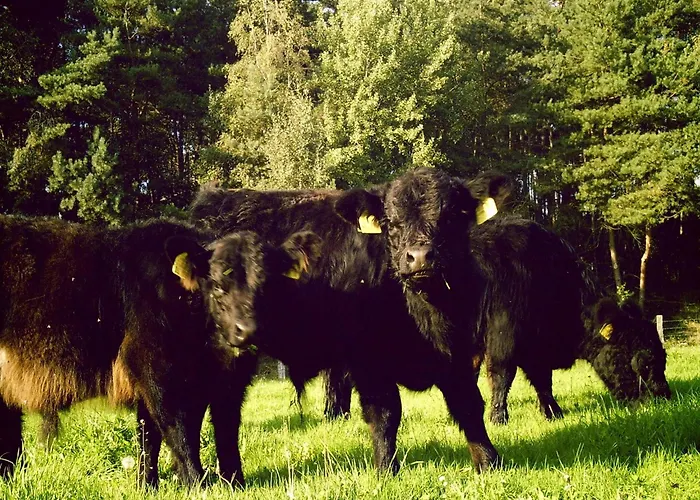 Hébergement de vacances Spacious With Garden Langlingen